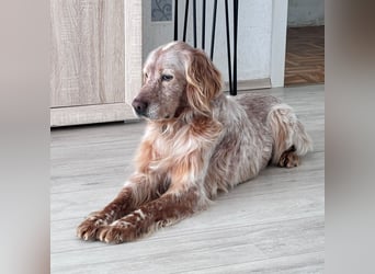 Luis - Setter Jackpot auf 4 Pfoten