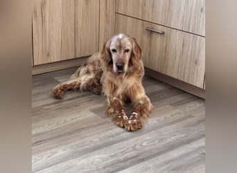 Luis - Setter Jackpot auf 4 Pfoten