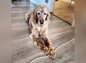 Luis - Setter Jackpot auf 4 Pfoten