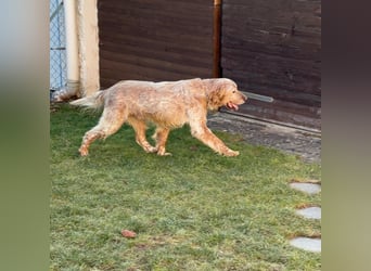 Luis - Setter Jackpot auf 4 Pfoten