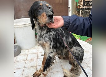 Eugenio  - so viel Sanftheit und Liebe. Wer möchte ihm ein Zuhause schenken?