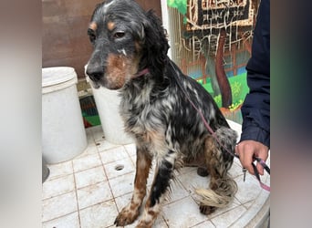 Eugenio  - so viel Sanftheit und Liebe. Wer möchte ihm ein Zuhause schenken?