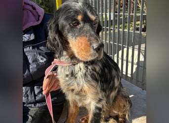 Eugenio  - so viel Sanftheit und Liebe. Wer möchte ihm ein Zuhause schenken?