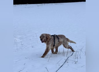Luis - Setter Jackpot auf 4 Pfoten