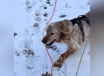 Luis - Setter Jackpot auf 4 Pfoten