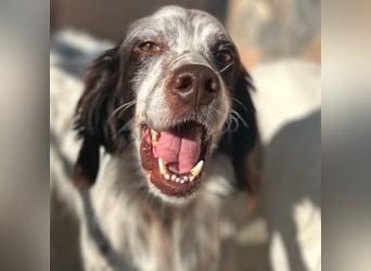 Enea - ein Traumsetter - quirlig, neugierig und verschmust