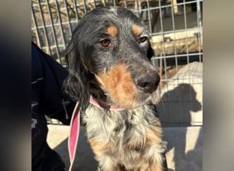 Eugenio  - so viel Sanftheit und Liebe. Wer möchte ihm ein Zuhause schenken?