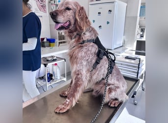 Luis - Setter Jackpot auf 4 Pfoten