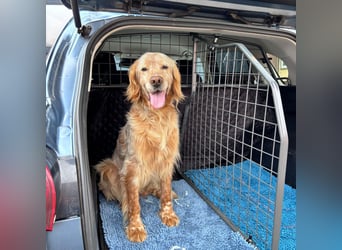 Luis - Setter Jackpot auf 4 Pfoten