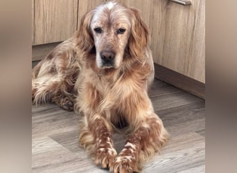 Luis - Setter Jackpot auf 4 Pfoten