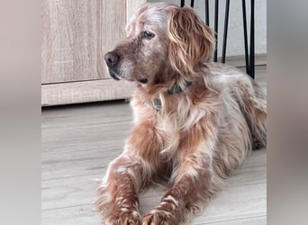 Luis - Setter Jackpot auf 4 Pfoten