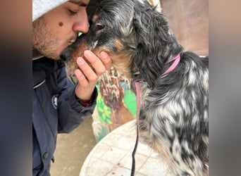 Eugenio  - so viel Sanftheit und Liebe. Wer möchte ihm ein Zuhause schenken?