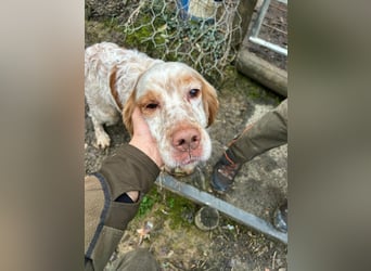 Buck - Ein neues Jahr, eine neue Hoffnung?