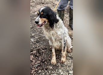 Shelby - Gibt es ein Leben danach?