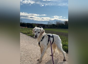 Baldone - Cappuccino mit Schokostreuseln gefällig?