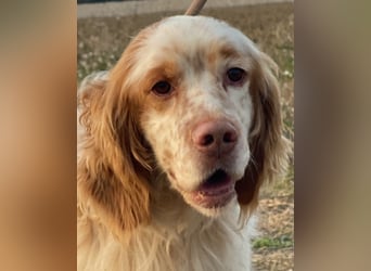 Buck - Ein neues Jahr, eine neue Hoffnung?