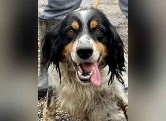 Shelby - Gibt es ein Leben danach?