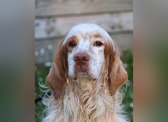 Buck - Ein neues Jahr, eine neue Hoffnung?