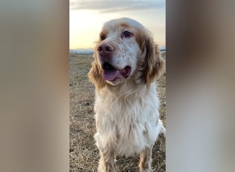 Buck - Ein neues Jahr, eine neue Hoffnung?