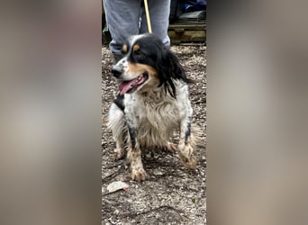 Shelby - Gibt es ein Leben danach?