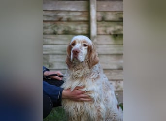 Buck - Ein neues Jahr, eine neue Hoffnung?