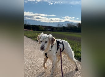 Baldone - Cappuccino mit Schokostreuseln gefällig?