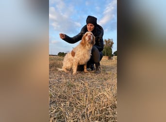 Buck - Ein neues Jahr, eine neue Hoffnung?