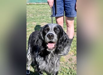 Curgan - Vom Champion zum Herzenshund