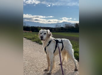 Baldone - Cappuccino mit Schokostreuseln gefällig?