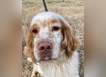 Buck - Ein neues Jahr, eine neue Hoffnung?