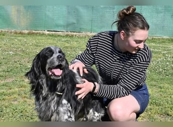 Curgan - Vom Champion zum Herzenshund