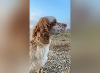 Buck - Ein neues Jahr, eine neue Hoffnung?