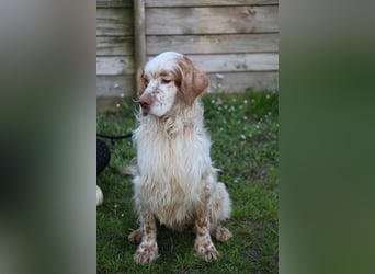 Buck - Ein neues Jahr, eine neue Hoffnung?