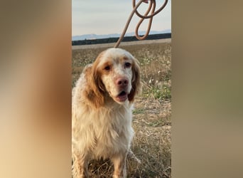 Buck - Ein neues Jahr, eine neue Hoffnung?