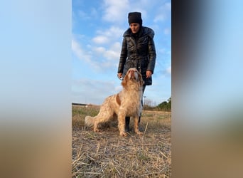 Buck - Ein neues Jahr, eine neue Hoffnung?