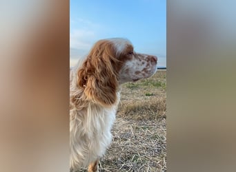 Buck - Ein neues Jahr, eine neue Hoffnung?