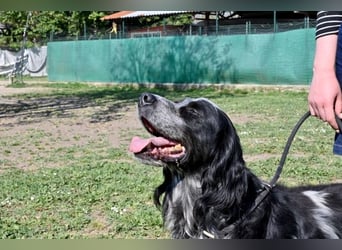 Curgan - Vom Champion zum Herzenshund