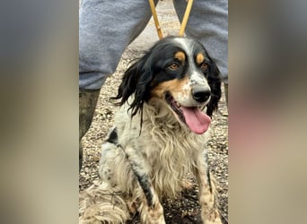 Shelby - Gibt es ein Leben danach?