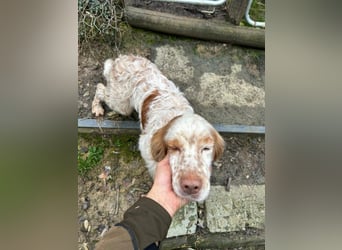 Buck - Ein neues Jahr, eine neue Hoffnung?