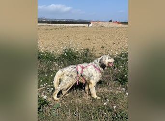 Marte - ...SOS - möchte eine Band gründen