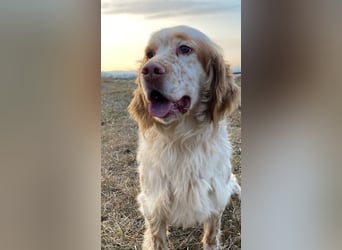 Buck - Ein neues Jahr, eine neue Hoffnung?