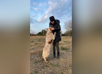 Buck - Ein neues Jahr, eine neue Hoffnung?