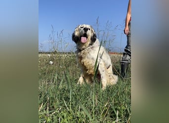 Marte - ...SOS - möchte eine Band gründen