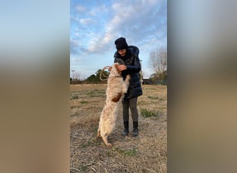 Buck - Ein neues Jahr, eine neue Hoffnung?