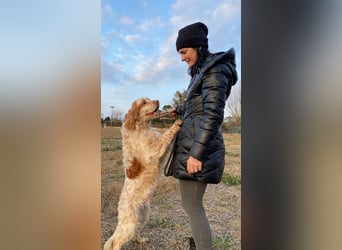 Buck - Ein neues Jahr, eine neue Hoffnung?