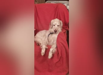 Baldone - Cappuccino mit Schokostreuseln gefällig?