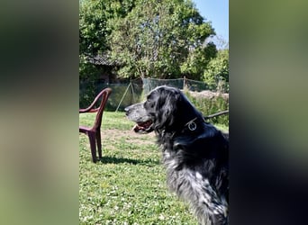 Curgan - Vom Champion zum Herzenshund