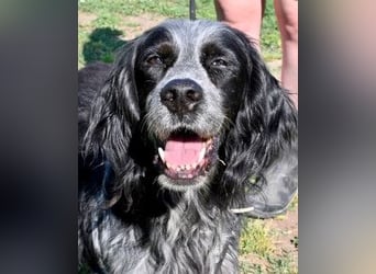 Curgan - Vom Champion zum Herzenshund