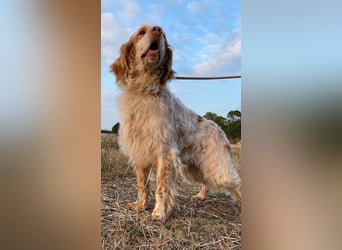 Buck - Ein neues Jahr, eine neue Hoffnung?