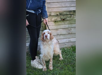 Buck - Ein neues Jahr, eine neue Hoffnung?